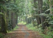 4 Fakta Gunung Walat, Hutan Pendidikan yang Jadi Laboratorium Alam Sukabumi