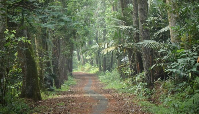 4 Fakta Gunung Walat, Hutan Pendidikan yang Jadi Laboratorium Alam Sukabumi