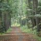 4 Fakta Gunung Walat, Hutan Pendidikan yang Jadi Laboratorium Alam Sukabumi