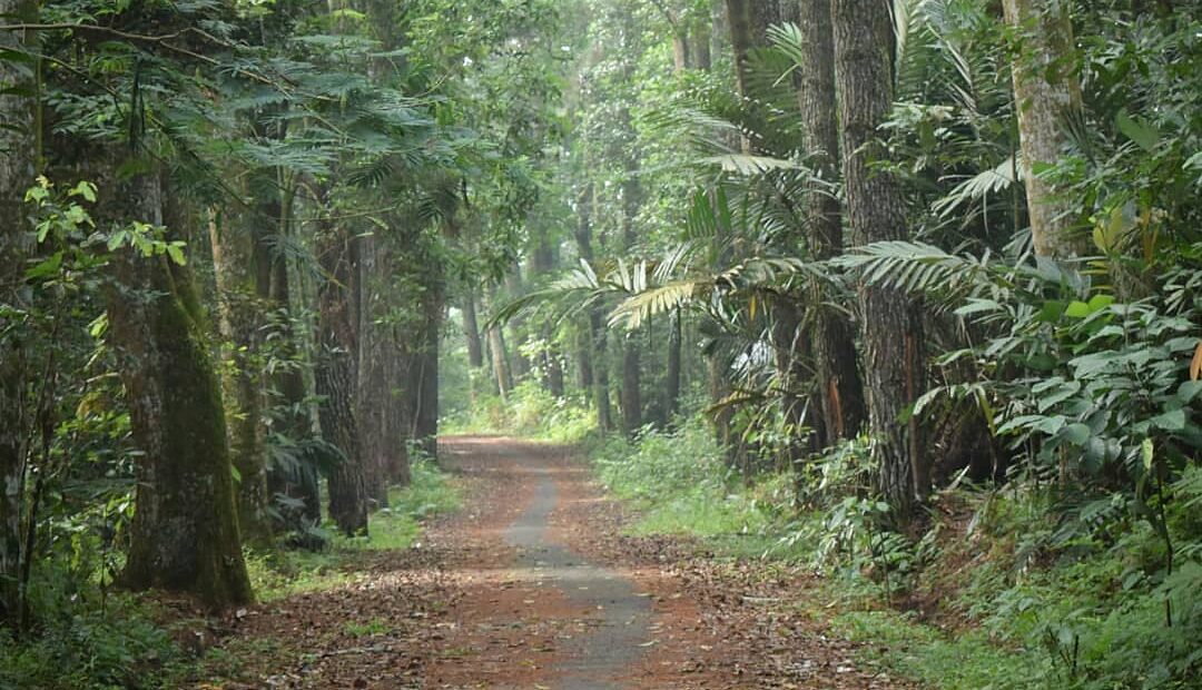 4 Fakta Gunung Walat, Hutan Pendidikan yang Jadi Laboratorium Alam Sukabumi