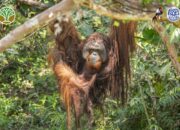Dari Rantai ke Ranting: Kisah Haru Orangutan Jojo di Ketapang