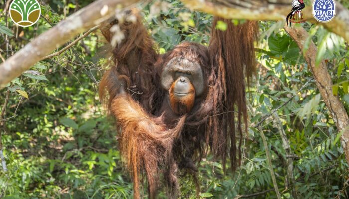 Dari Rantai ke Ranting: Kisah Haru Orangutan Jojo di Ketapang