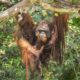 seekor orangutan bernama Jojo akhirnya memanjat pohon untuk pertama kalinya.