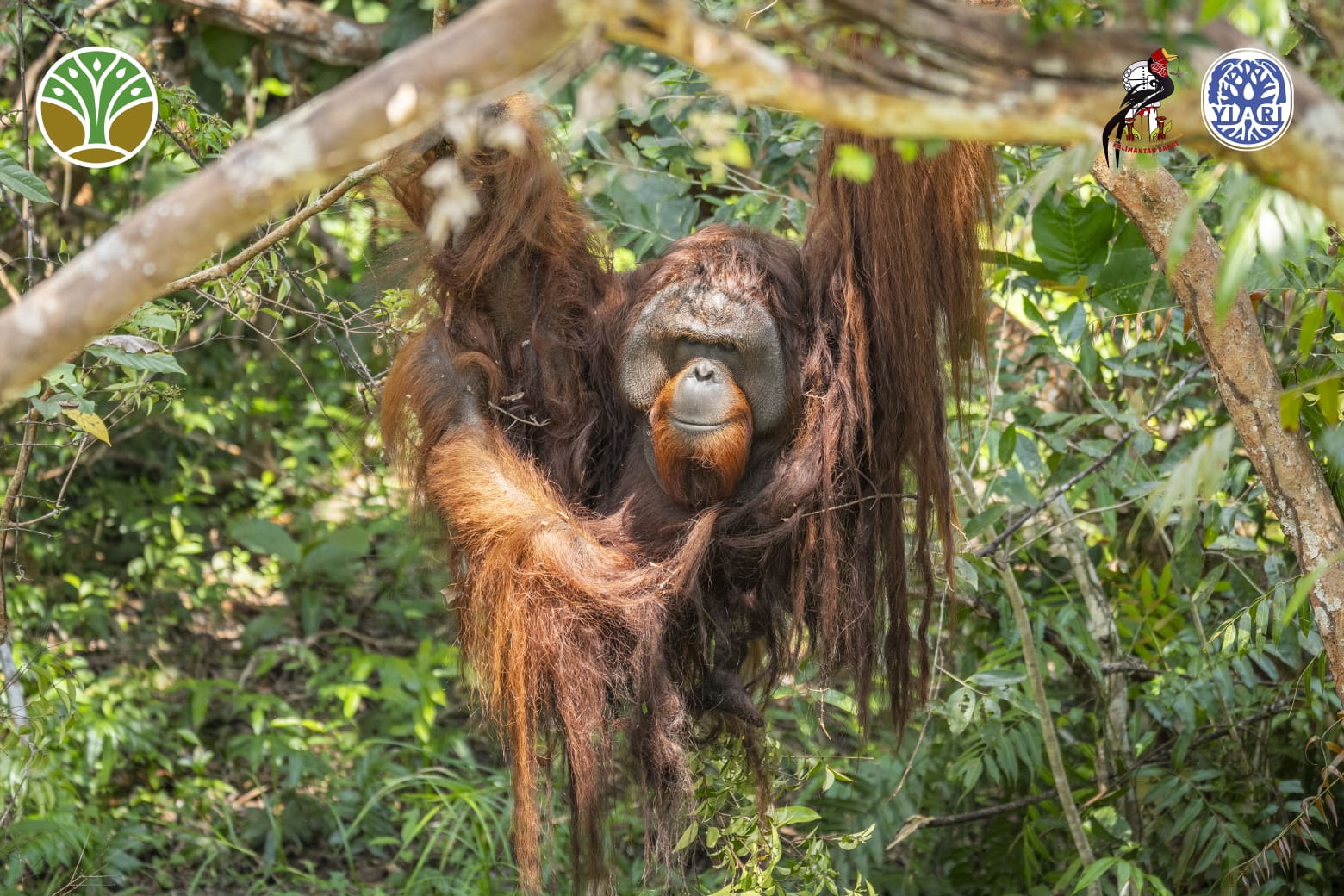 seekor orangutan bernama Jojo akhirnya memanjat pohon untuk pertama kalinya.