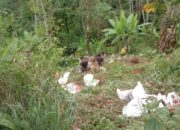Truk Bermuatan Pupuk Terjun ke Jurang 200 Meter di Cikidang